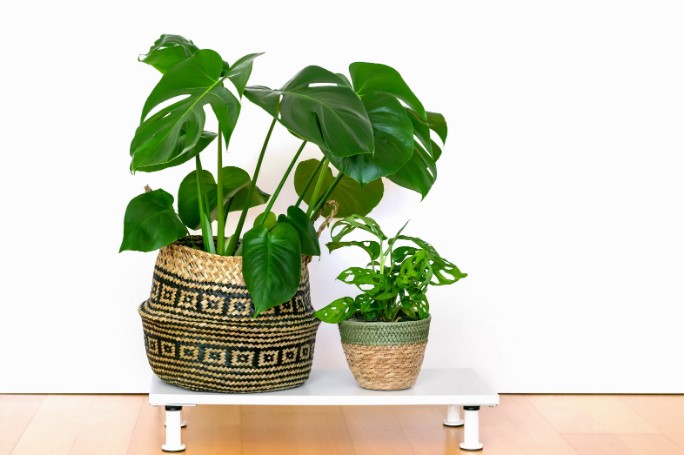 как использовать кашпо