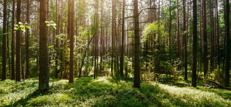 Технологии для зеленого будущего